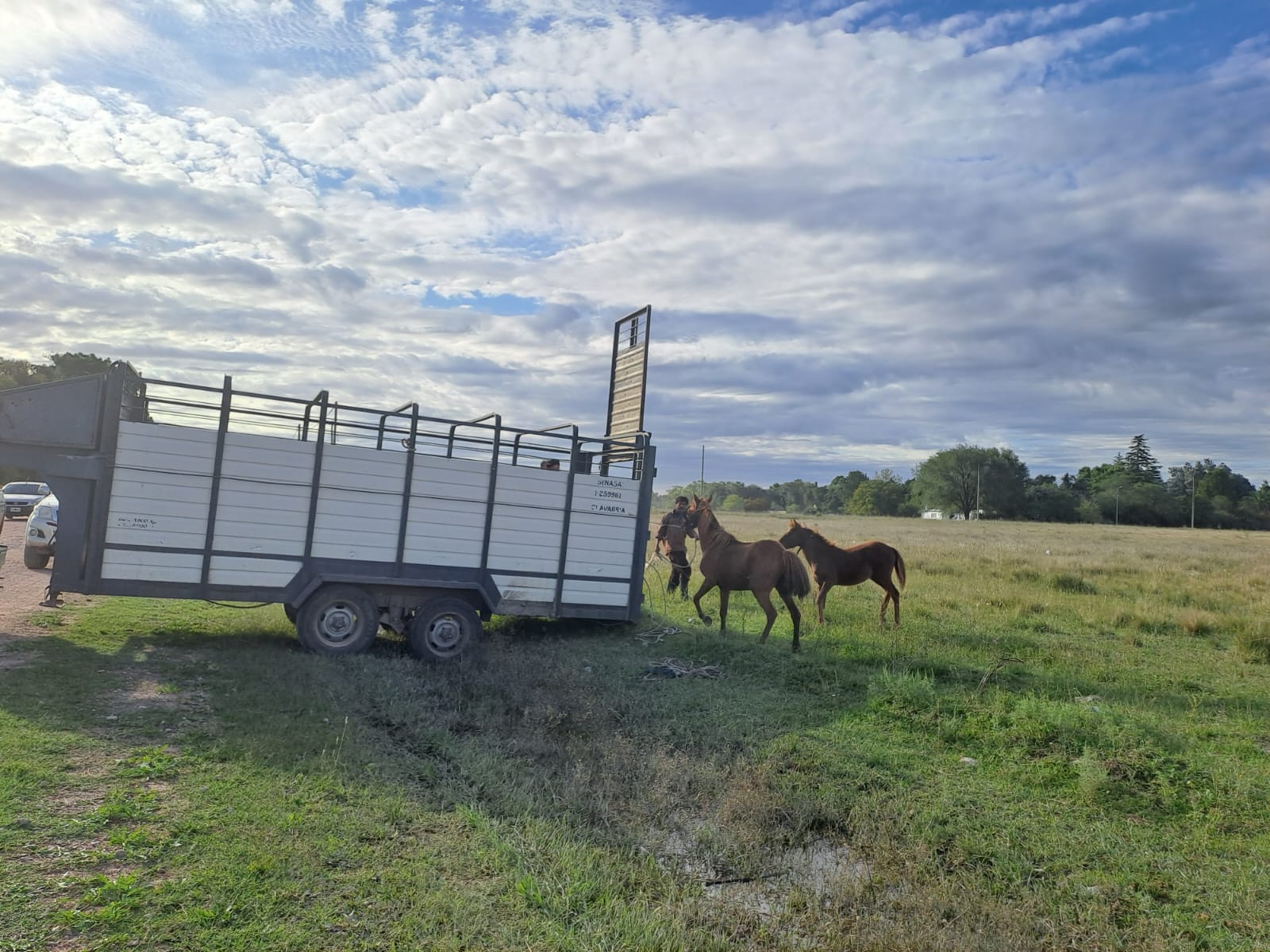Recuperan 9 caballos robados en Sierra Chica